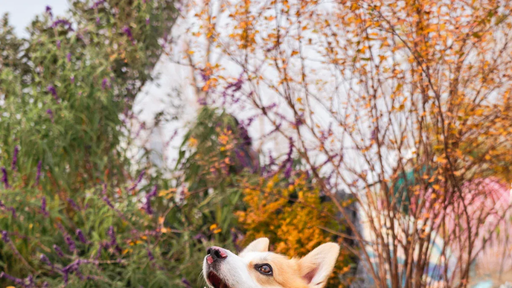 Corgi Training and Care: What Every Owner Should Know in 2026